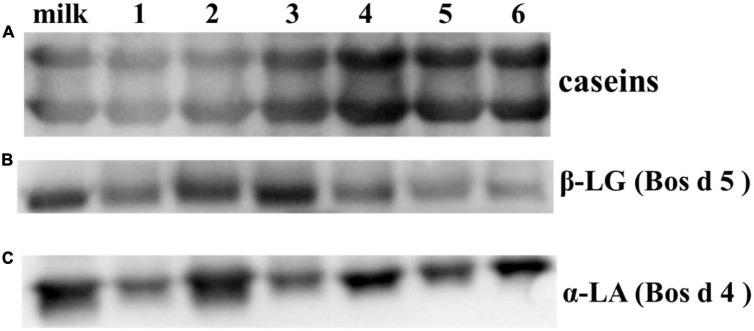 https://cdn.ncbi.nlm.nih.gov/pmc/blobs/7e4f/9849743/0cc3437d7b95/fnut-09-1038466-g003.jpg