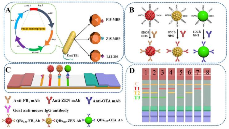 https://cdn.ncbi.nlm.nih.gov/pmc/blobs/7e56/9775463/ca4562599086/biosensors-12-01072-g006.jpg