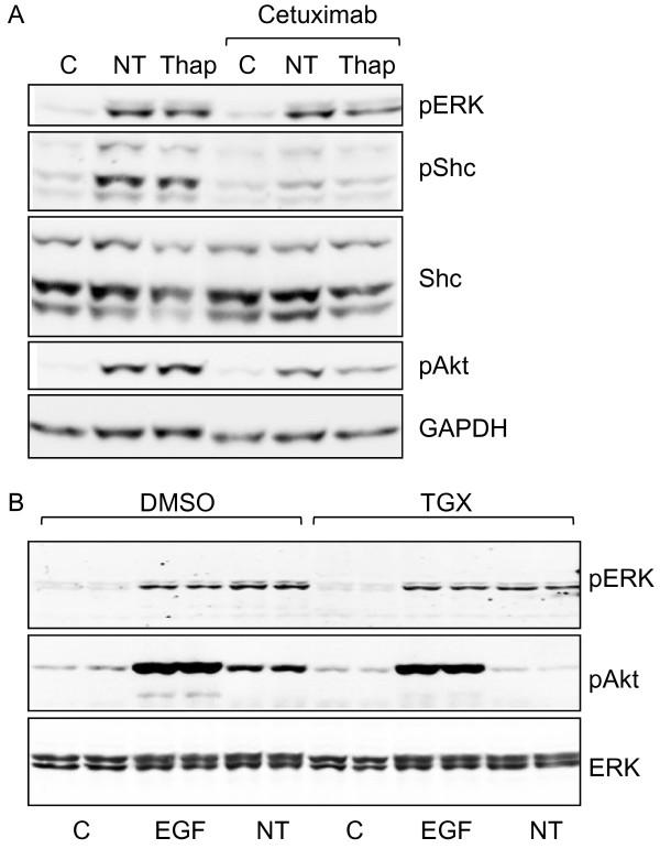 https://cdn.ncbi.nlm.nih.gov/pmc/blobs/7e5a/3196723/aa0152f85051/1471-2407-11-421-7.jpg