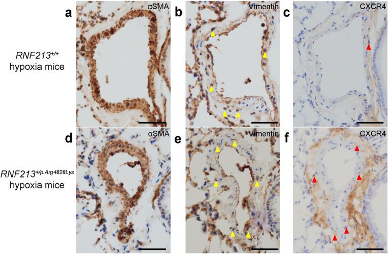 https://cdn.ncbi.nlm.nih.gov/pmc/blobs/7e5d/11535198/9737a540fe5f/41598_2024_77388_Fig4_HTML.jpg