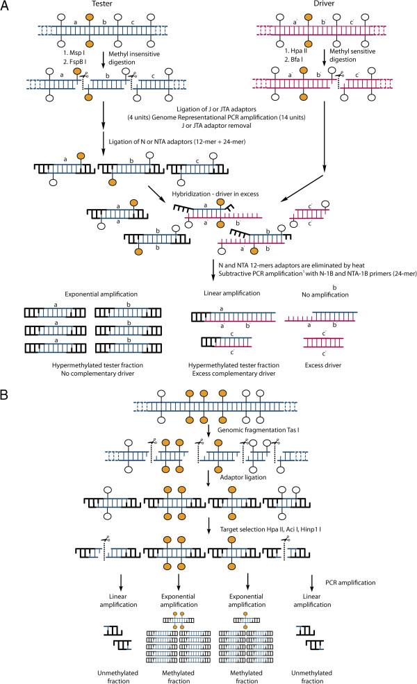 https://cdn.ncbi.nlm.nih.gov/pmc/blobs/7e5d/3689598/91e4d101ccfa/1471-2164-14-406-1.jpg
