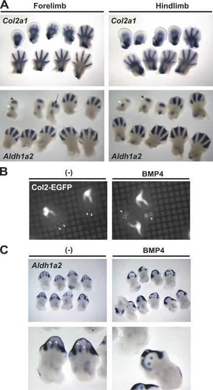 https://cdn.ncbi.nlm.nih.gov/pmc/blobs/7e6b/2064168/264d2ecc9352/jcb1740101f07.jpg