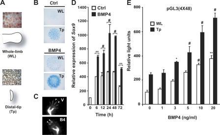 https://cdn.ncbi.nlm.nih.gov/pmc/blobs/7e6b/2064168/b9b6f9929ac9/jcb1740101f01.jpg