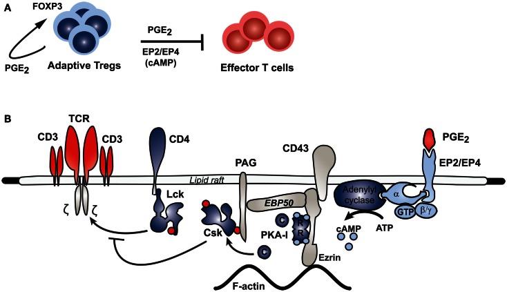 https://cdn.ncbi.nlm.nih.gov/pmc/blobs/7e6d/3671288/af6ccd2f554e/fimmu-04-00130-g002.jpg