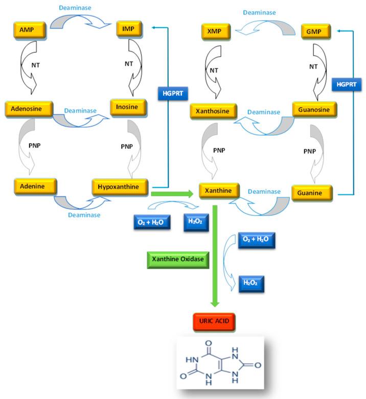 https://cdn.ncbi.nlm.nih.gov/pmc/blobs/7e6f/10138451/5ad80b59316c/ijms-24-07027-g001.jpg