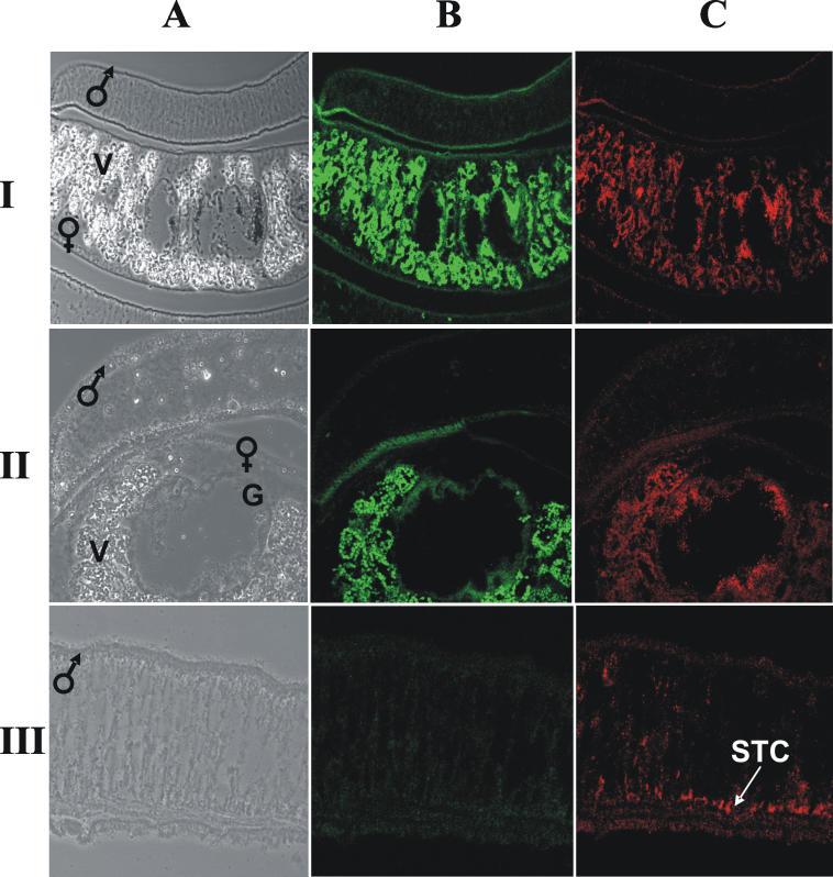 https://cdn.ncbi.nlm.nih.gov/pmc/blobs/7e70/1483231/5d1eb25e327b/ppat.0020054.g005.jpg