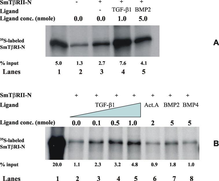 https://cdn.ncbi.nlm.nih.gov/pmc/blobs/7e70/1483231/603aaf34e236/ppat.0020054.g006.jpg