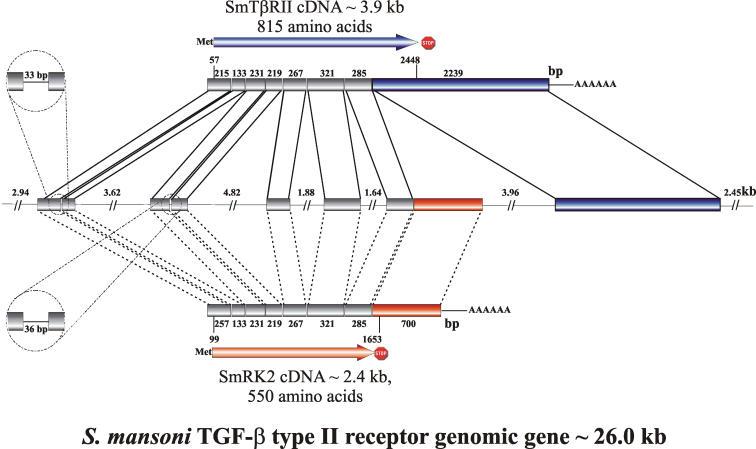 https://cdn.ncbi.nlm.nih.gov/pmc/blobs/7e70/1483231/f93f12518677/ppat.0020054.g001.jpg