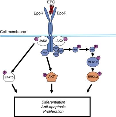 https://cdn.ncbi.nlm.nih.gov/pmc/blobs/7e72/3314780/8c3889dc5651/bjc201242f1.jpg