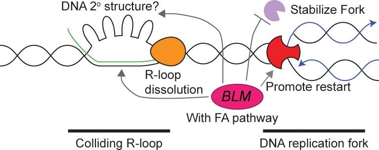 https://cdn.ncbi.nlm.nih.gov/pmc/blobs/7e75/5716281/17030d6b3231/JCB_201703168_Fig8.jpg