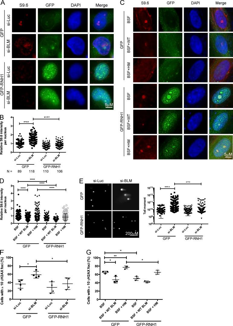 https://cdn.ncbi.nlm.nih.gov/pmc/blobs/7e75/5716281/255229c37bbd/JCB_201703168_Fig6.jpg