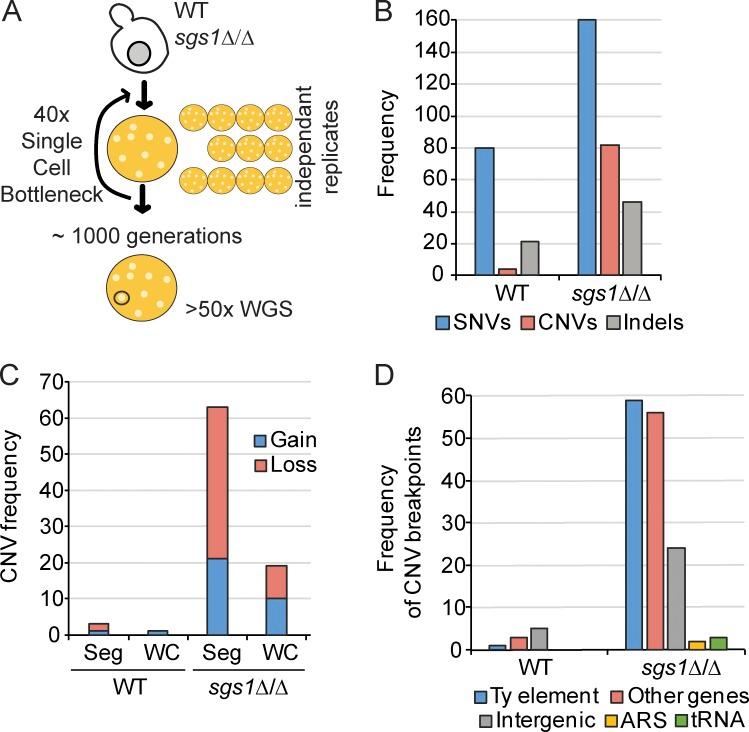https://cdn.ncbi.nlm.nih.gov/pmc/blobs/7e75/5716281/669cf7a2663a/JCB_201703168_Fig5.jpg