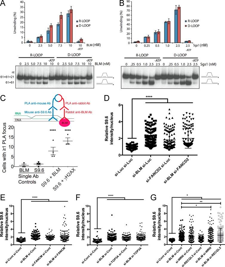 https://cdn.ncbi.nlm.nih.gov/pmc/blobs/7e75/5716281/d714efd9acfd/JCB_201703168_Fig7.jpg