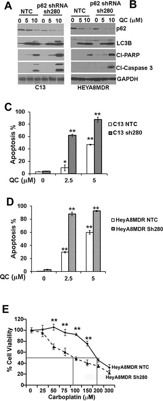 https://cdn.ncbi.nlm.nih.gov/pmc/blobs/7e77/4742182/ec28952faf96/oncotarget-06-36354-g006.jpg