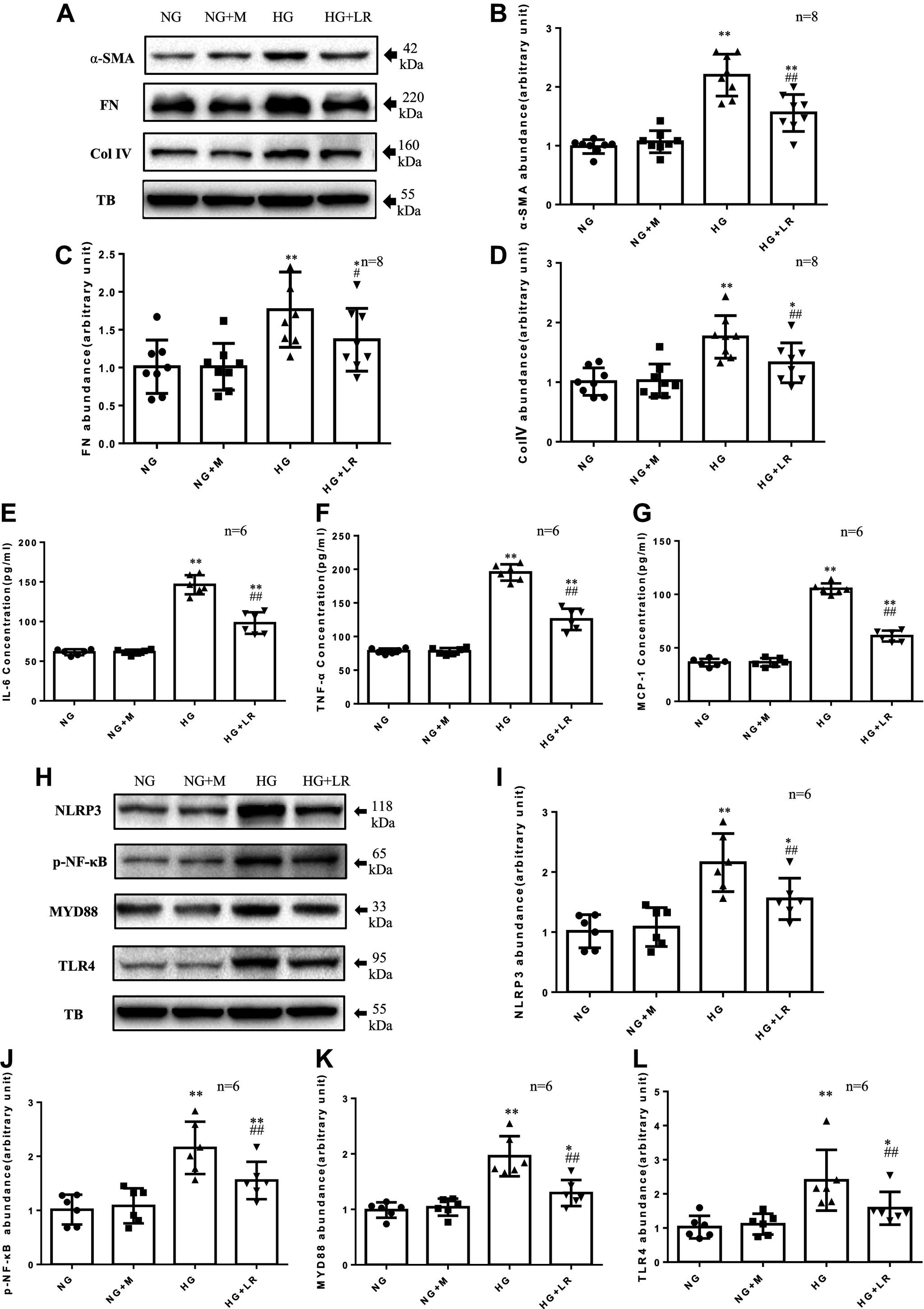 https://cdn.ncbi.nlm.nih.gov/pmc/blobs/7e80/11483077/12bc22dd13ac/ajpregu.00083.2024_f001.jpg