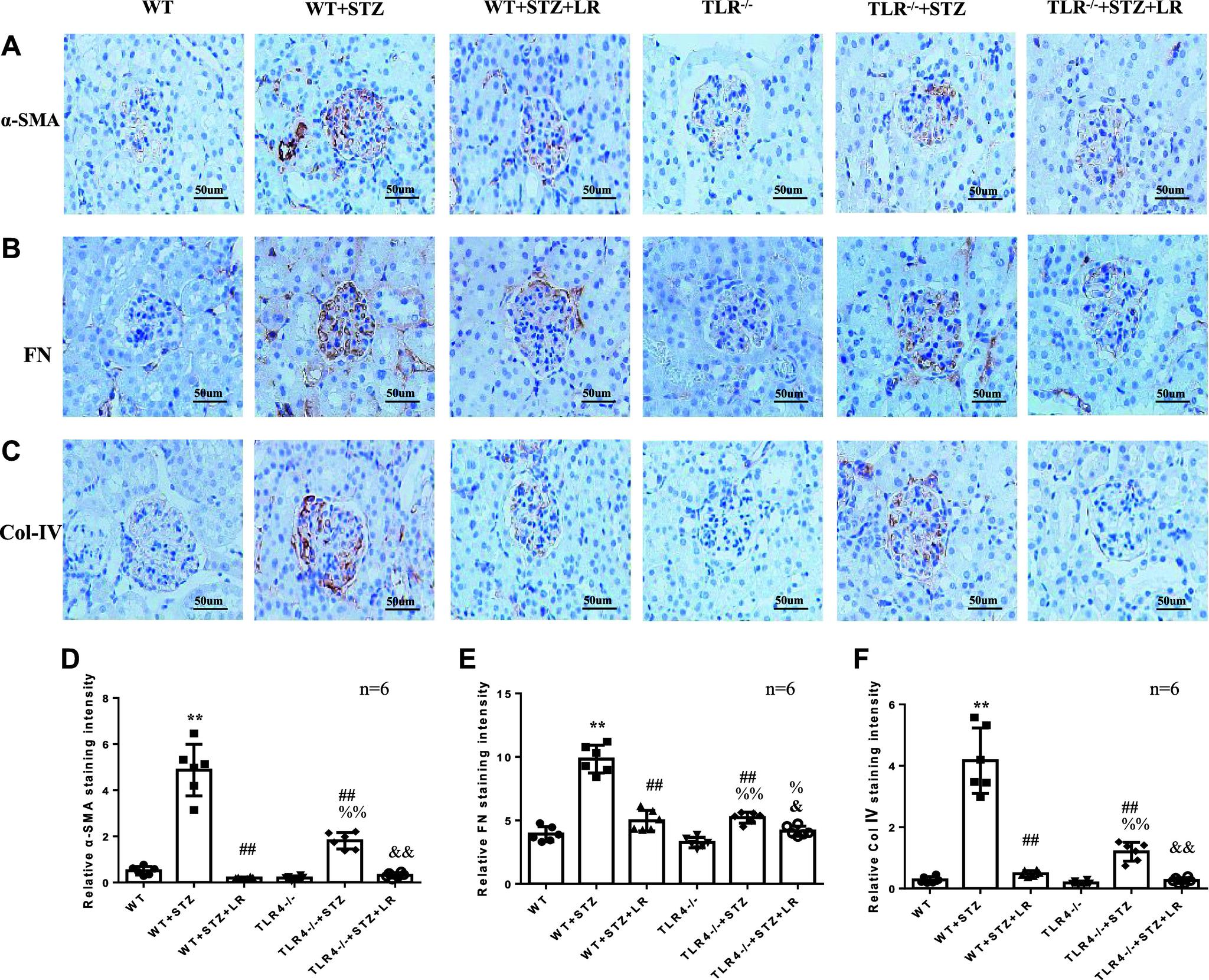 https://cdn.ncbi.nlm.nih.gov/pmc/blobs/7e80/11483077/3c481101fabe/ajpregu.00083.2024_f005.jpg