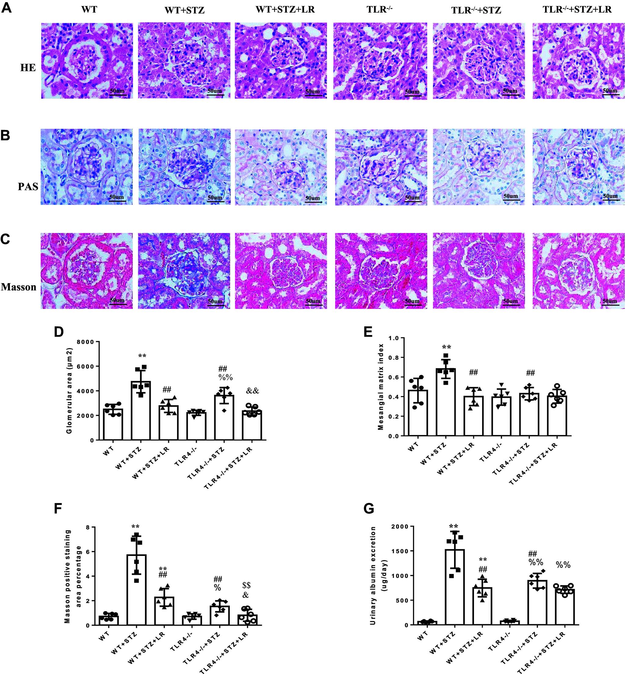 https://cdn.ncbi.nlm.nih.gov/pmc/blobs/7e80/11483077/4a6e3a894720/ajpregu.00083.2024_f004.jpg