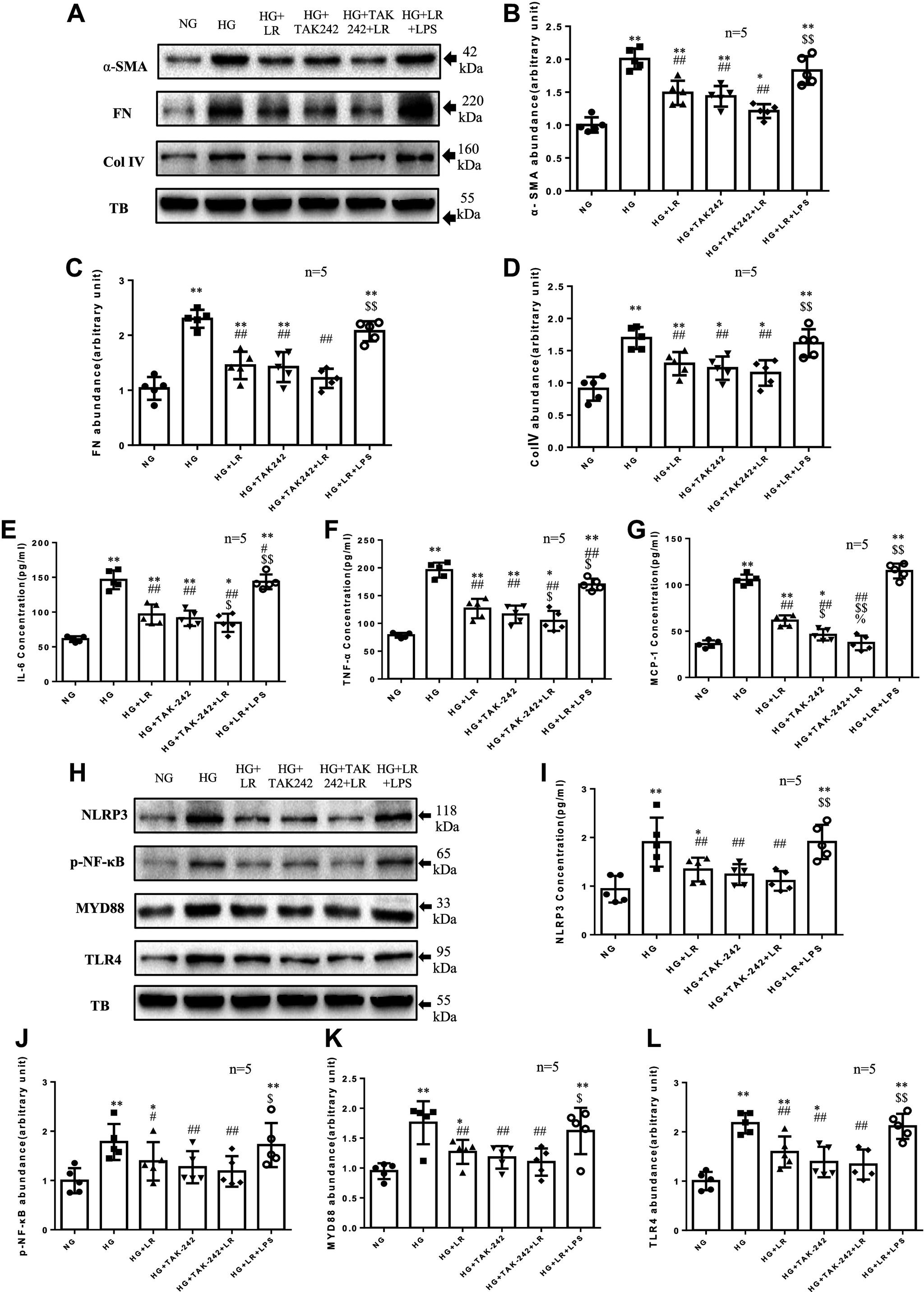 https://cdn.ncbi.nlm.nih.gov/pmc/blobs/7e80/11483077/c7f8e7dc3abb/ajpregu.00083.2024_f002.jpg