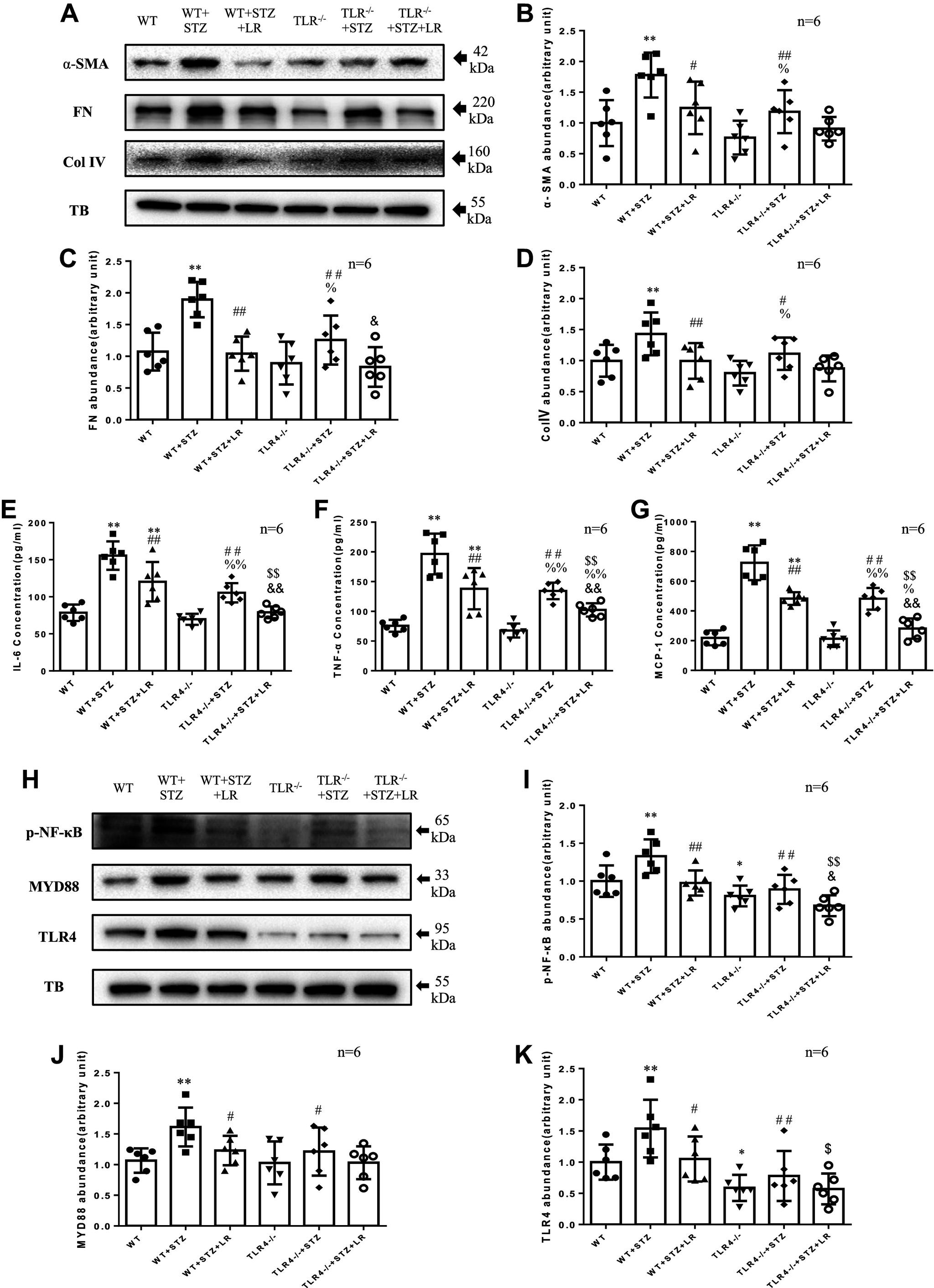 https://cdn.ncbi.nlm.nih.gov/pmc/blobs/7e80/11483077/dc7022b70ad4/ajpregu.00083.2024_f006.jpg