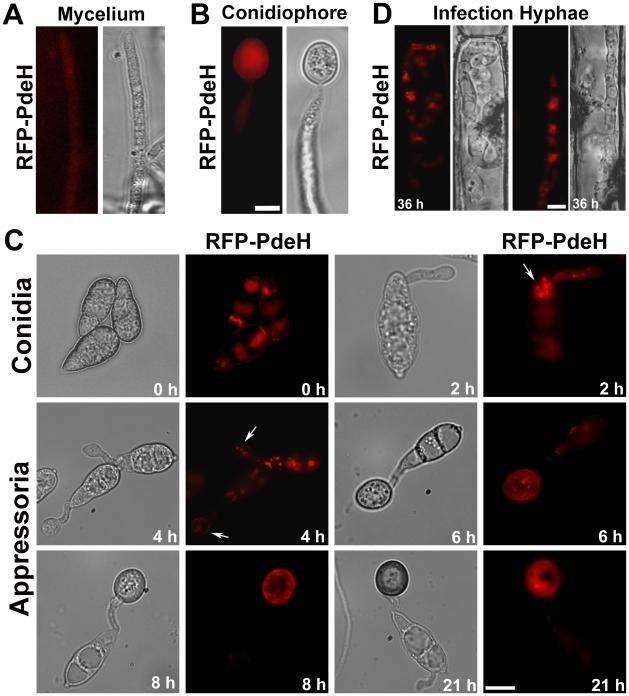 https://cdn.ncbi.nlm.nih.gov/pmc/blobs/7e80/2865543/6a41160483b7/ppat.1000897.g010.jpg