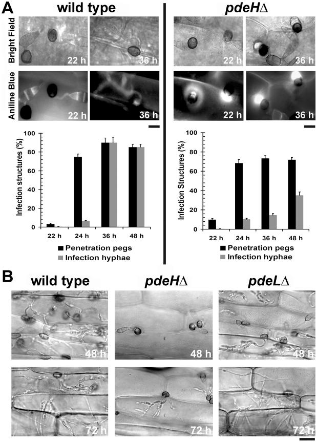 https://cdn.ncbi.nlm.nih.gov/pmc/blobs/7e80/2865543/d7ed8d33a2be/ppat.1000897.g007.jpg