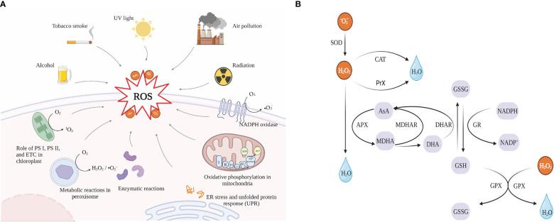 https://cdn.ncbi.nlm.nih.gov/pmc/blobs/7e84/10089266/a678f0eb183e/fpls-14-1144326-g006.jpg