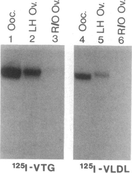 https://cdn.ncbi.nlm.nih.gov/pmc/blobs/7e86/53603/5afd6f803c54/pnas01030-0338-b.jpg