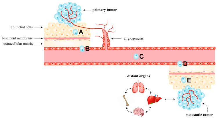 https://cdn.ncbi.nlm.nih.gov/pmc/blobs/7e87/7763577/a9f157ba3561/biomolecules-10-01653-g001.jpg