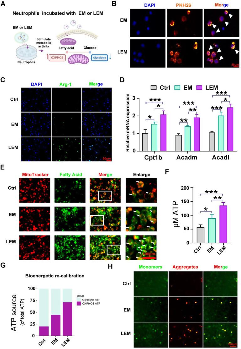 https://cdn.ncbi.nlm.nih.gov/pmc/blobs/7e89/11834291/13965a8d689e/12951_2025_3193_Fig3_HTML.jpg