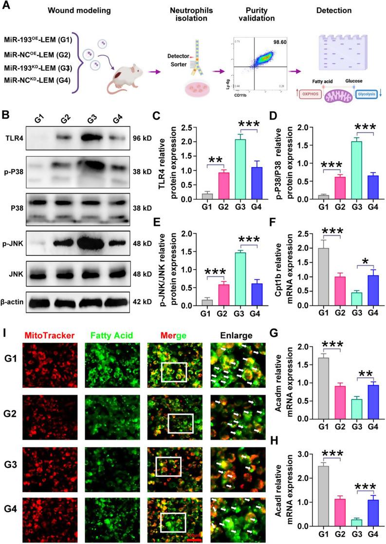 https://cdn.ncbi.nlm.nih.gov/pmc/blobs/7e89/11834291/3a07ae4dcff0/12951_2025_3193_Fig8_HTML.jpg