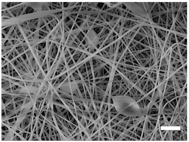 https://cdn.ncbi.nlm.nih.gov/pmc/blobs/7e8d/8122750/314a215950a2/polymers-13-01368-g003.jpg