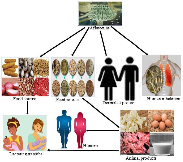 https://cdn.ncbi.nlm.nih.gov/pmc/blobs/7e93/12390636/9342e69553e3/toxins-17-00414-g001.jpg