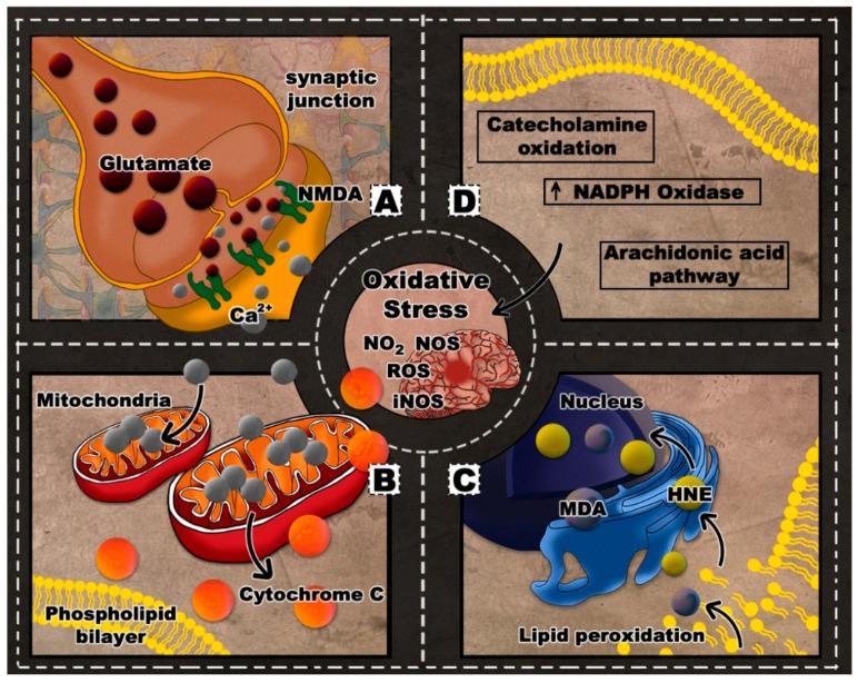 https://cdn.ncbi.nlm.nih.gov/pmc/blobs/7e93/7601591/9e85a85a51ce/antioxidants-09-00943-g001.jpg