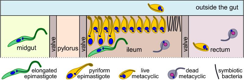 https://cdn.ncbi.nlm.nih.gov/pmc/blobs/7e94/8935851/fc9411558eac/13071_2022_5212_Fig6_HTML.jpg