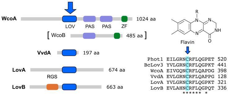 https://cdn.ncbi.nlm.nih.gov/pmc/blobs/7e95/10056346/b8b905420114/jof-09-00319-g003.jpg