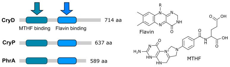 https://cdn.ncbi.nlm.nih.gov/pmc/blobs/7e95/10056346/e1dbf00f87d2/jof-09-00319-g004.jpg