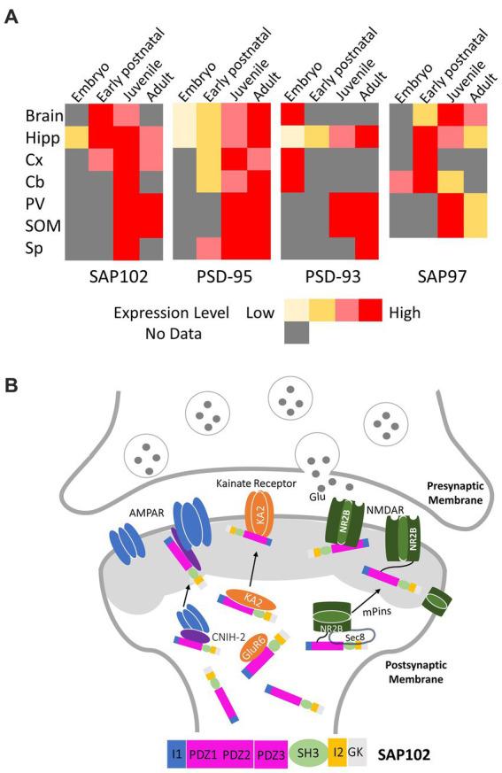 https://cdn.ncbi.nlm.nih.gov/pmc/blobs/7e98/10620527/39ac91406ebf/fnmol-16-1286134-g001.jpg