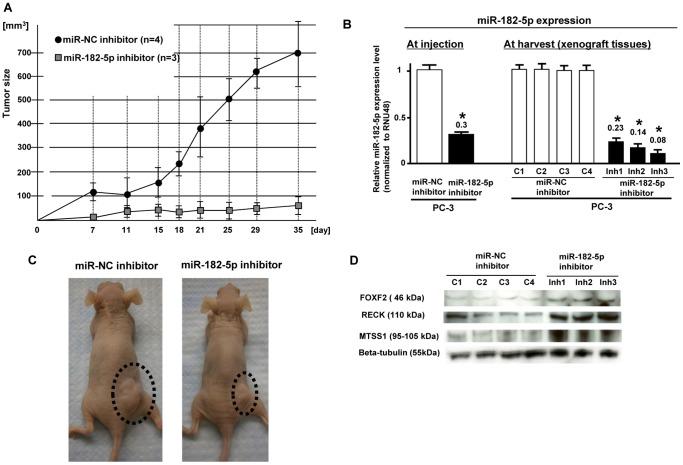 https://cdn.ncbi.nlm.nih.gov/pmc/blobs/7e98/3559583/33424b1b33f7/pone.0055502.g005.jpg