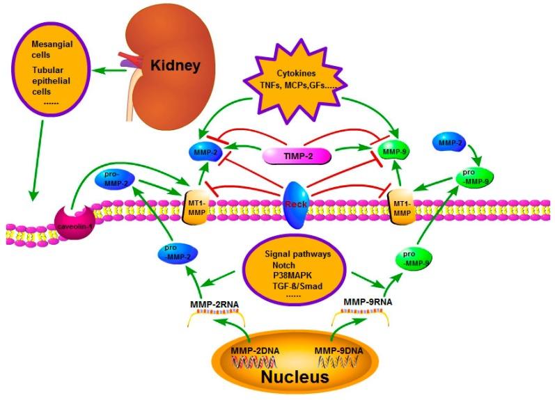 https://cdn.ncbi.nlm.nih.gov/pmc/blobs/7e99/5412360/e59082f97fc6/ijms-18-00776-g001.jpg
