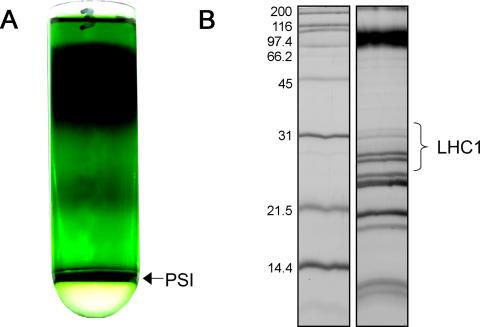 https://cdn.ncbi.nlm.nih.gov/pmc/blobs/7e9c/1174801/0208b504d6c2/pbio.0030230.g001.jpg