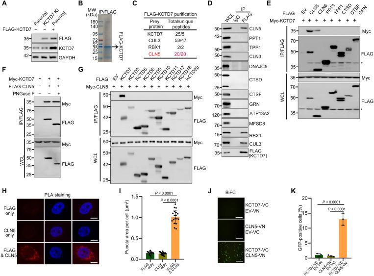 https://cdn.ncbi.nlm.nih.gov/pmc/blobs/7e9e/9348797/75c64b4d2bae/sciadv.abm5578-f3.jpg