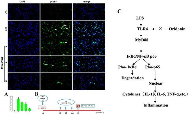 https://cdn.ncbi.nlm.nih.gov/pmc/blobs/7e9f/5620245/387cd74e42a1/oncotarget-08-68153-g008.jpg