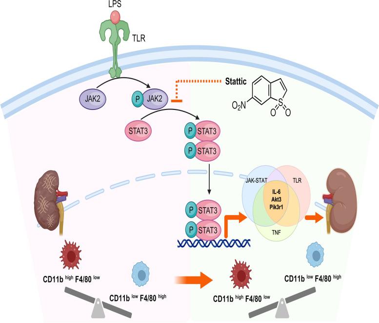 https://cdn.ncbi.nlm.nih.gov/pmc/blobs/7ea1/11453053/50df7d0d0d58/12964_2024_1841_Fig8_HTML.jpg