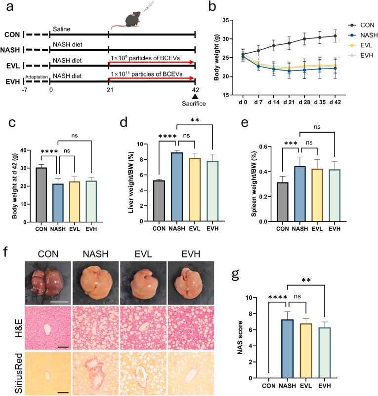 https://cdn.ncbi.nlm.nih.gov/pmc/blobs/7ea2/11995039/fb8672b21eea/gr4.jpg