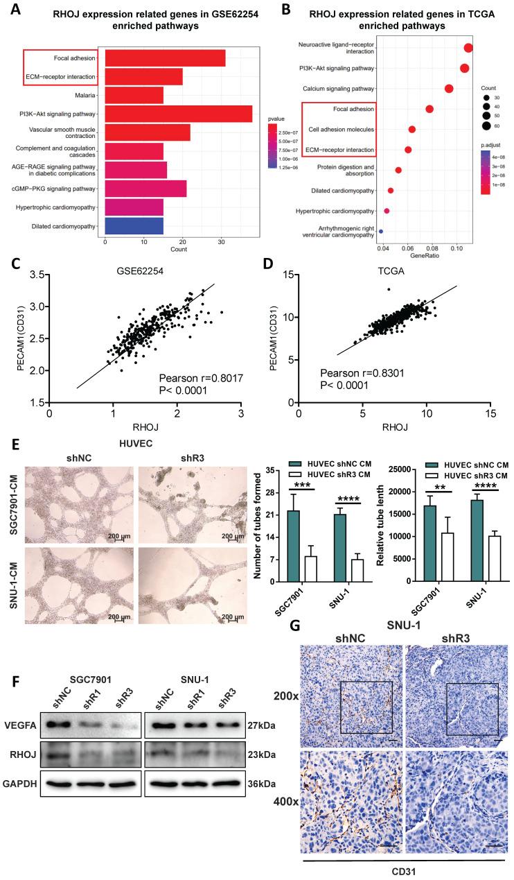 https://cdn.ncbi.nlm.nih.gov/pmc/blobs/7ea3/10535698/8968e6d9f231/ijbsv19p4411g004.jpg