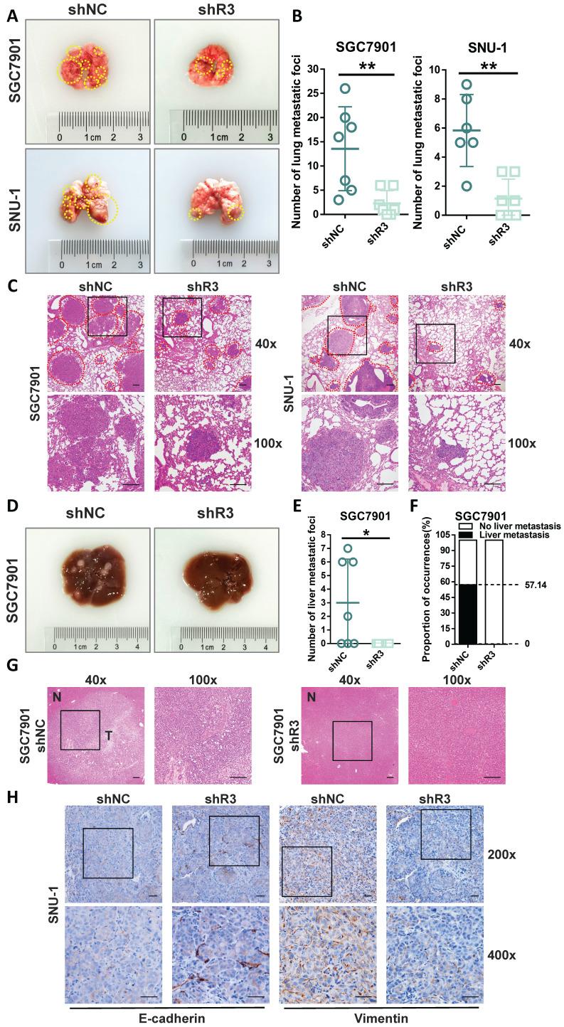 https://cdn.ncbi.nlm.nih.gov/pmc/blobs/7ea3/10535698/9413ef4703dd/ijbsv19p4411g003.jpg