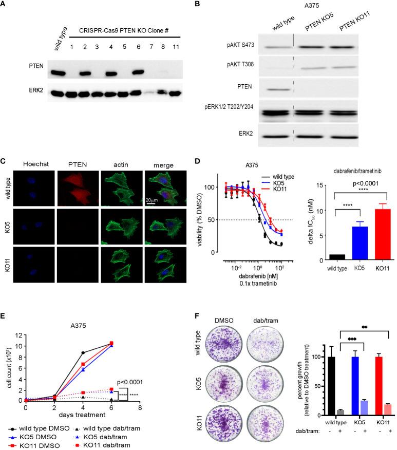 https://cdn.ncbi.nlm.nih.gov/pmc/blobs/7ea3/11159048/636ebcb67da0/fonc-14-1191217-g002.jpg