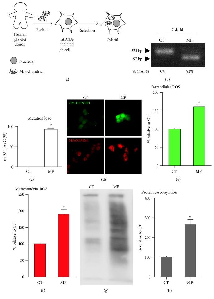 https://cdn.ncbi.nlm.nih.gov/pmc/blobs/7ea3/5457778/e2cf16e60916/OMCL2017-5691215.001.jpg