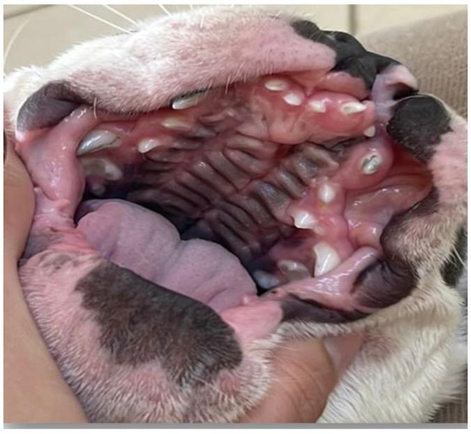 https://cdn.ncbi.nlm.nih.gov/pmc/blobs/7ea8/12116112/400352f37bdf/vetsci-12-00474-g008.jpg