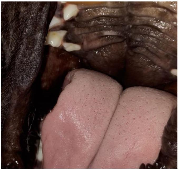https://cdn.ncbi.nlm.nih.gov/pmc/blobs/7ea8/12116112/4a051af4a7c1/vetsci-12-00474-g009.jpg